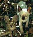 Siamkat, kittens uit Thailand